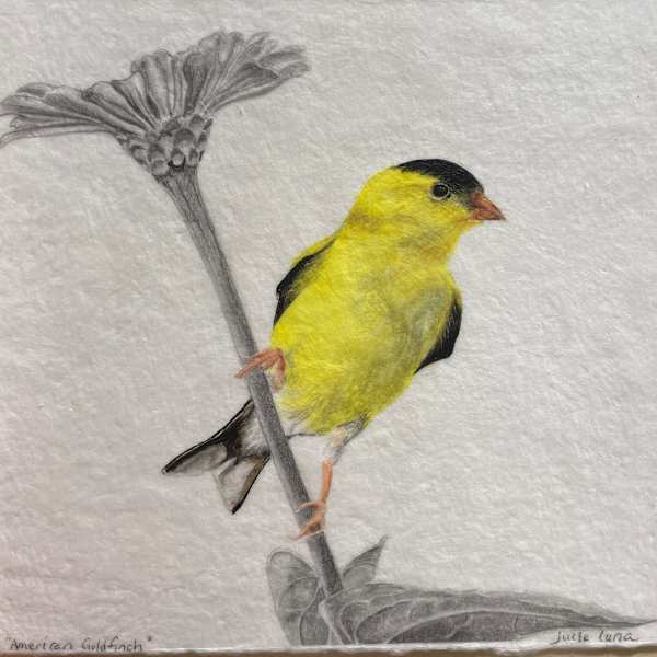 American Goldfinch by Julie Luna, Image 1.