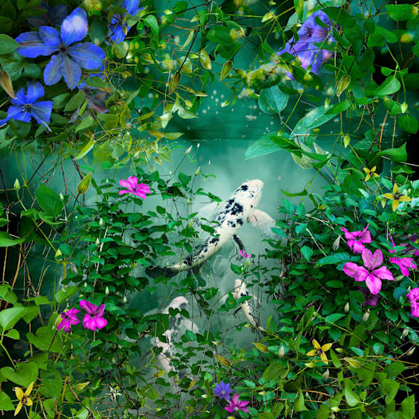 Koi and Clematis by Ryn Clarke, Image 12.
