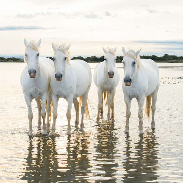 Golden Girls by Dee McMeekan, Image 1.