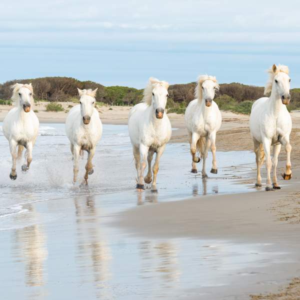 Charge! by Dee McMeekan, Image 1.