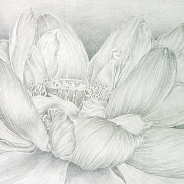 Lotus Blossom by Eileen Baumeister McIntyre, Image 3.