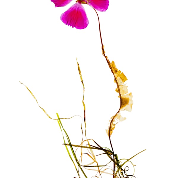 SeaFlora 272 by Amanda McCauley, Image 1.