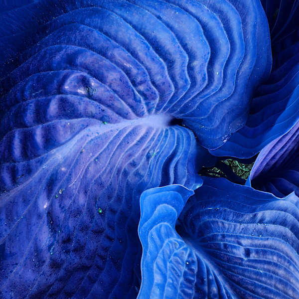 Blue Hosta by Janet Stearns, Image 5.