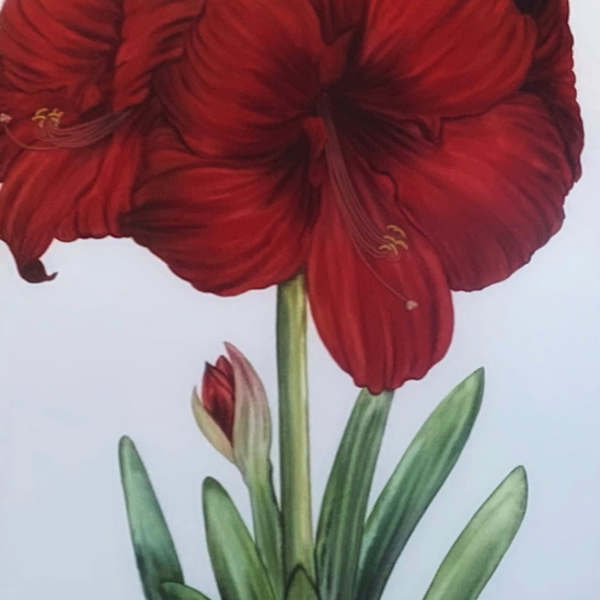 Amaryllis by Diane Lawrence, Image 1.