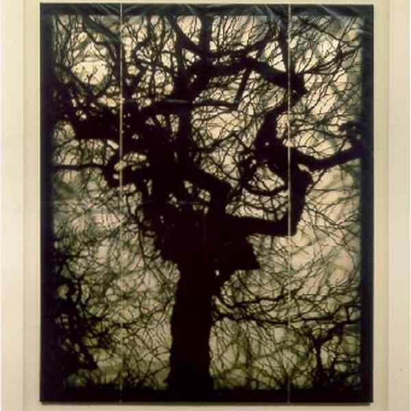 Structure of Thought #6 by Doug Starn, Mike Starn, Image 1.