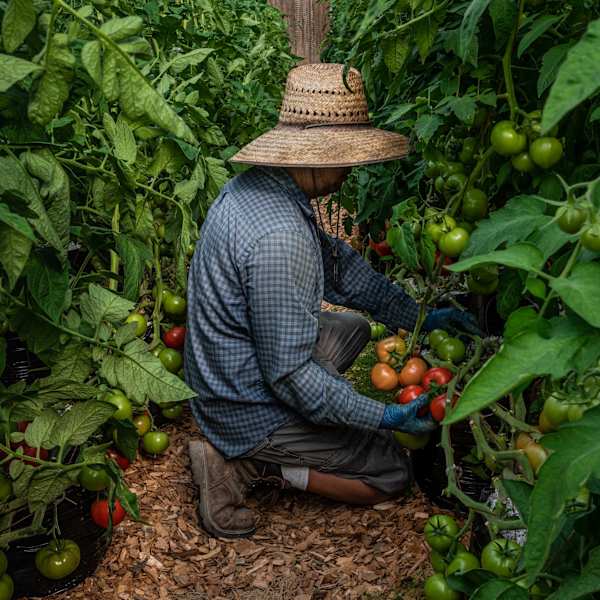 Pruning Tomatoes by Craig J. Barber, Image 10.