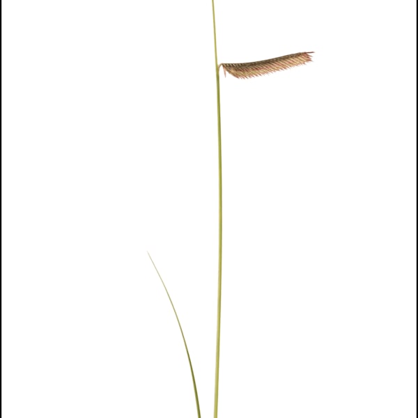 Blue Grama by Amy Lehman, Image 4.