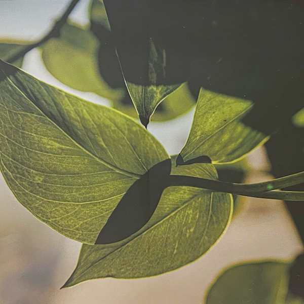 Light Through The Vines by Brooke Lammie, Image 18.