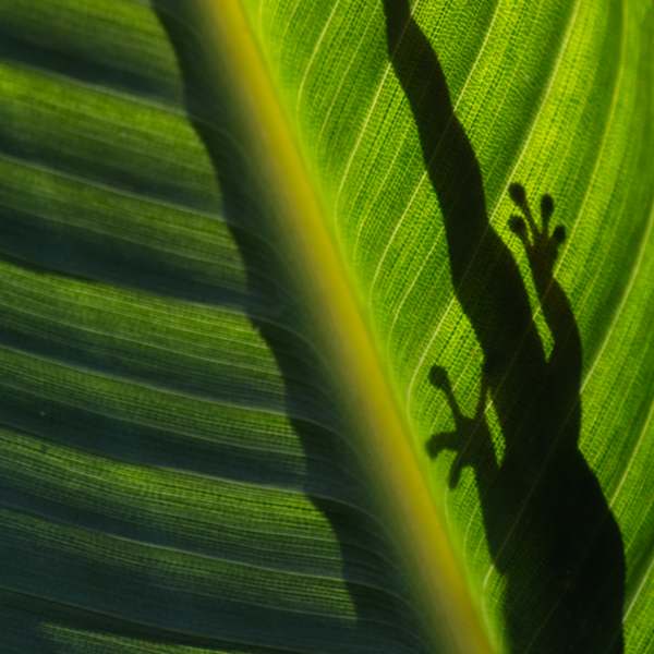 Who Knows? by Barbara Schaefer, Image 1.