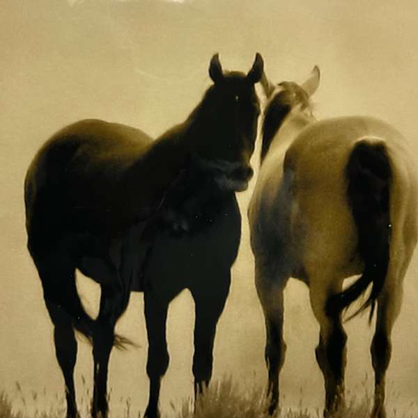 Yin + Yang, Sawtooth Mountains, ID, Wild Horses #5 by Caroline Christie, Image 16.