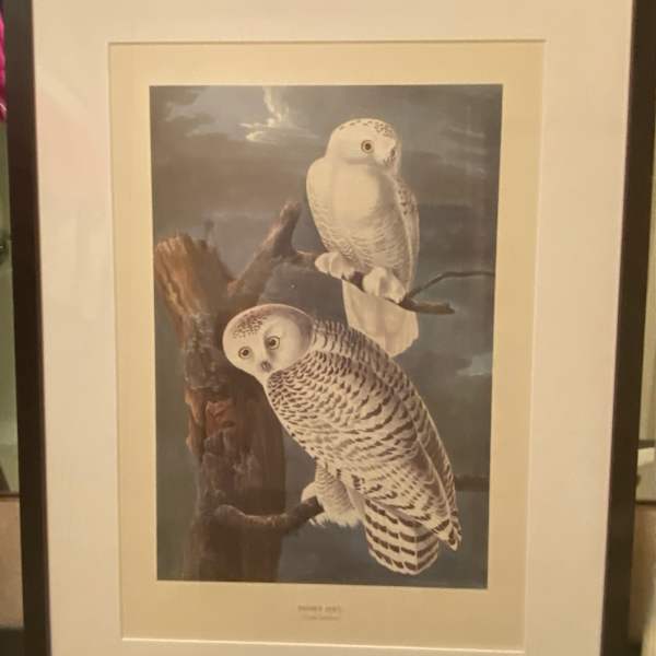 Snowy Owl by John James Audubon, Image 1.
