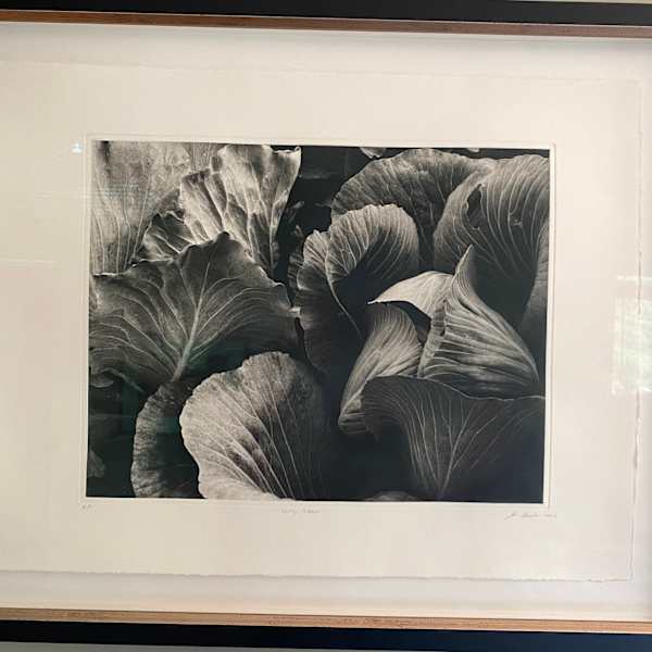 Green Cabbage by John Goodman, Image 1.