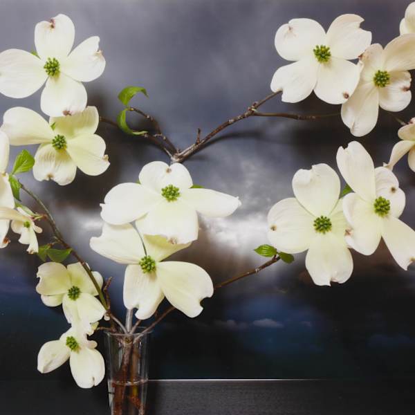 Dogwood, Northumberland Strait by Vaughn Sills, Image 1.