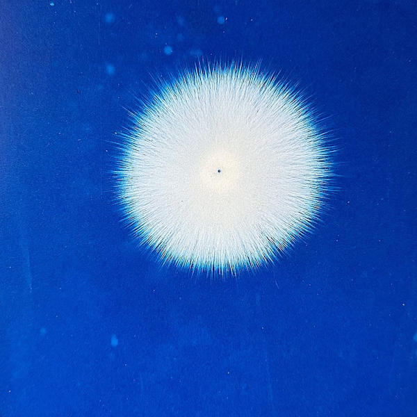 Electrograph of the vital fluid by Hippolyte Baraduc, Image 1.