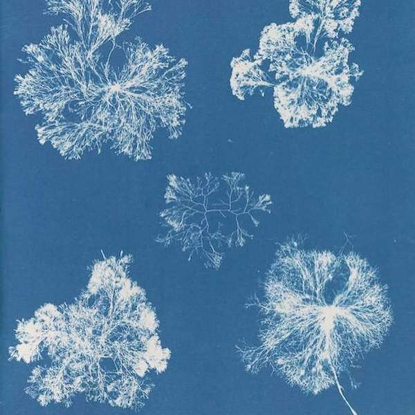 Polysiphonia Fastigiata by Anna Atkins, Image 1.