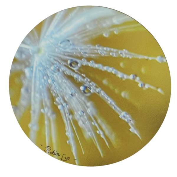 Morning Dew by Robin Lee Channon, Image 1.