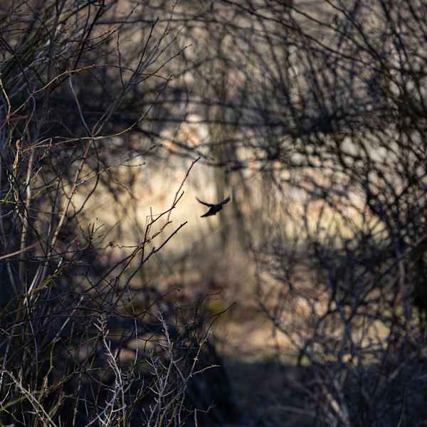 01 by Predrag Dubravcic, Image 1.