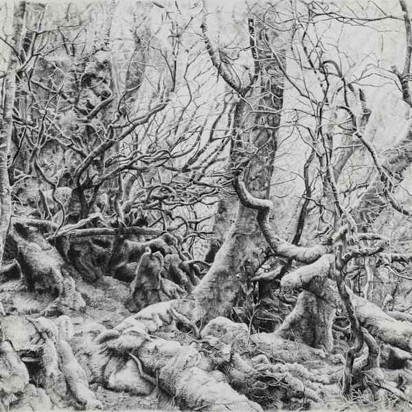 On the enchanted walk (Cradle Mountain Tasmania) by Linda BUTTERFIELD, Image 1.