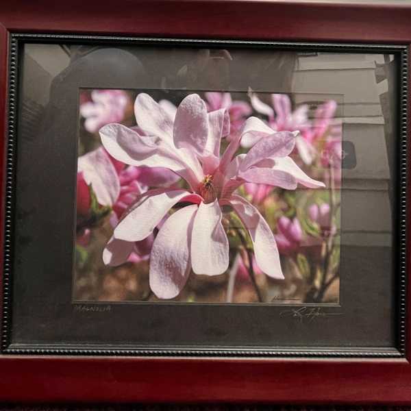 Magnolia by Lou H, Image 1.