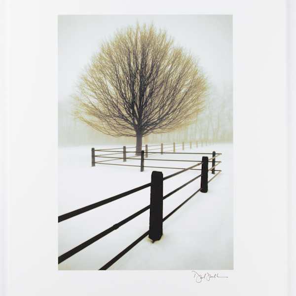 Tree in Snow with Fence by David Winston, Image 2.
