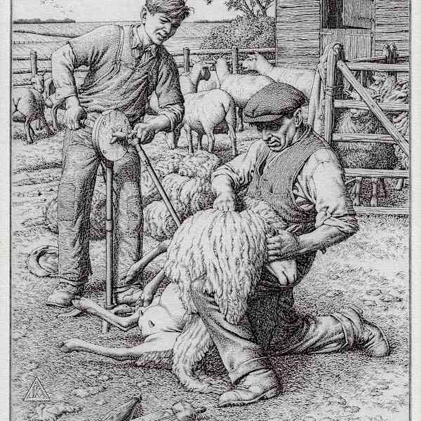 Sheep Shearing by Stanley Anderson, Image 3.