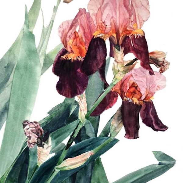 Irises, Three Pink Sisters by Greta Corens, Image 1.