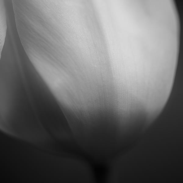 Monotone 1 by Kimberly Crichlow, Image 1.
