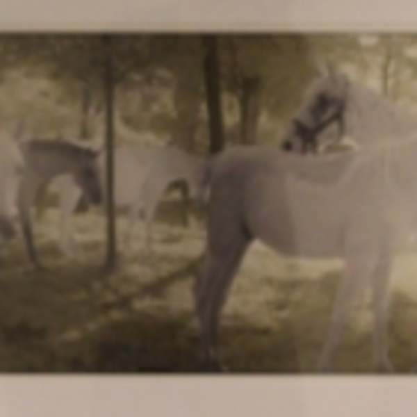 Horses Photograph by J Fitzgerald, Image 1.