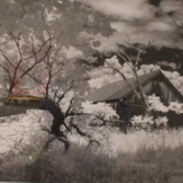 Tree Limb and Barn by Jeff Carr, Image 1.