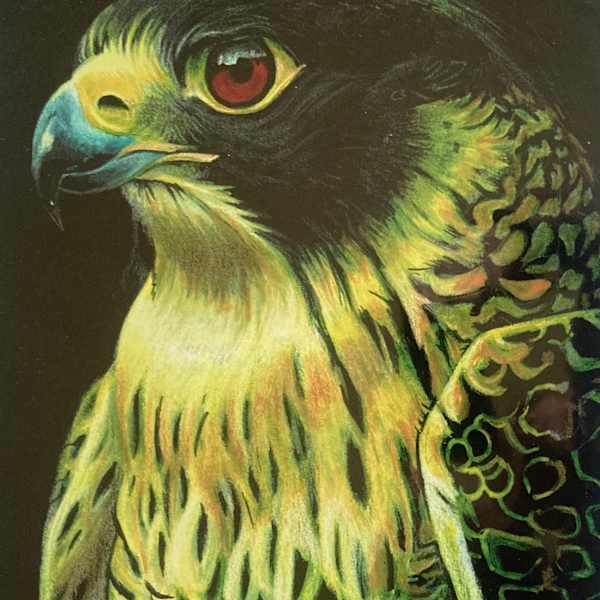 Gene Keys Falcon by Paul J Moorehead, Image 1.
