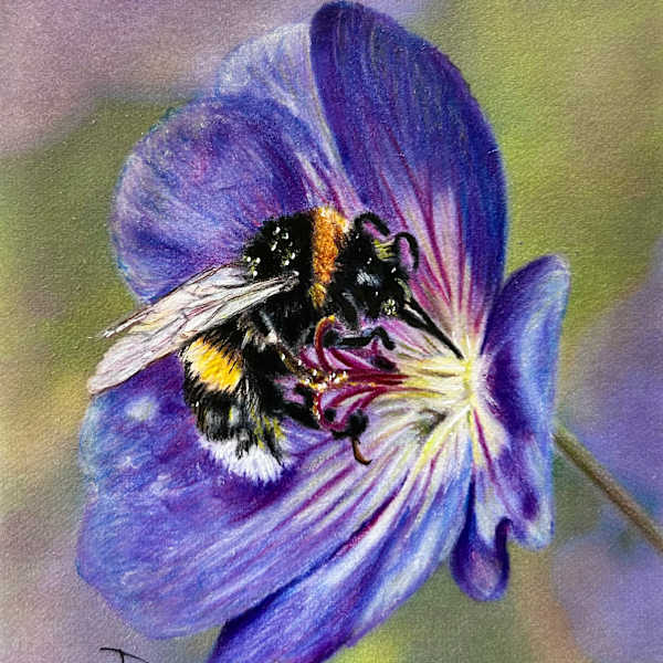 Buff-tailed Bumblebee by Jane Casey, Image 1.