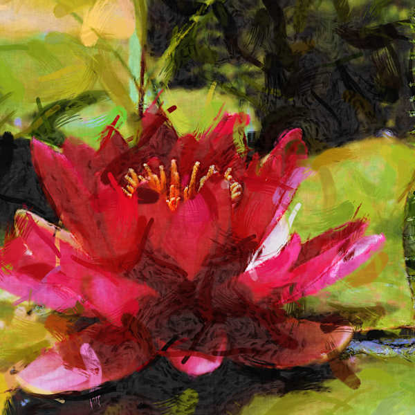 Red Water Lilly by Joseph Perryman, Image 1.