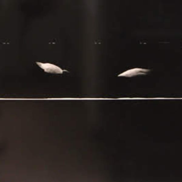 Four Swans by Corinne Adams, Image 1.