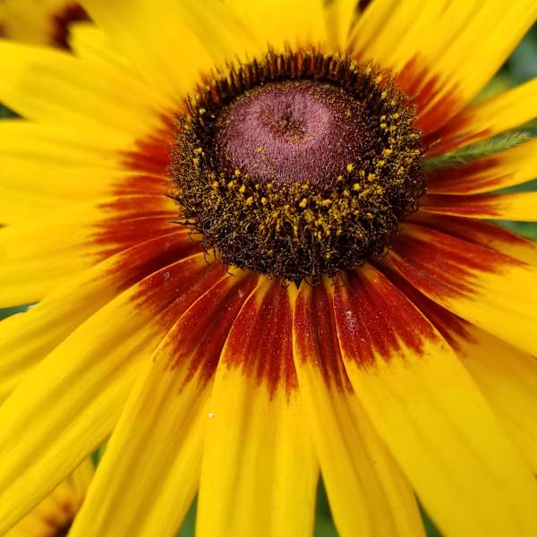 Blooming by Marijoy Mondares-Oliver, Image 1.