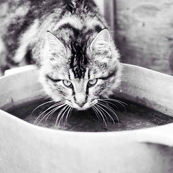 A Drink of Water by Krisen Delphin, Image 1.