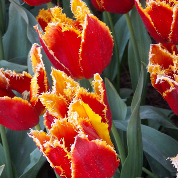Red Blooms by Carrie Stiles, Image 1.