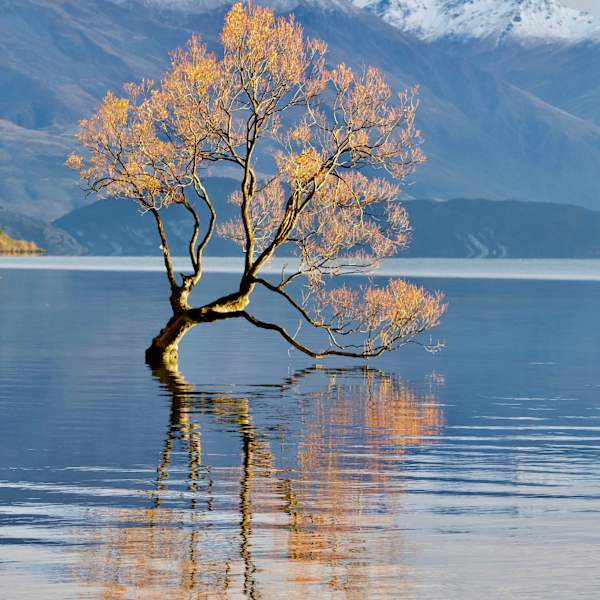 That Wanaka Tree by Joshua Swan, PharmD, MPH, Image 1.