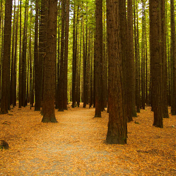 Growth by Minh Tran, Image 1.