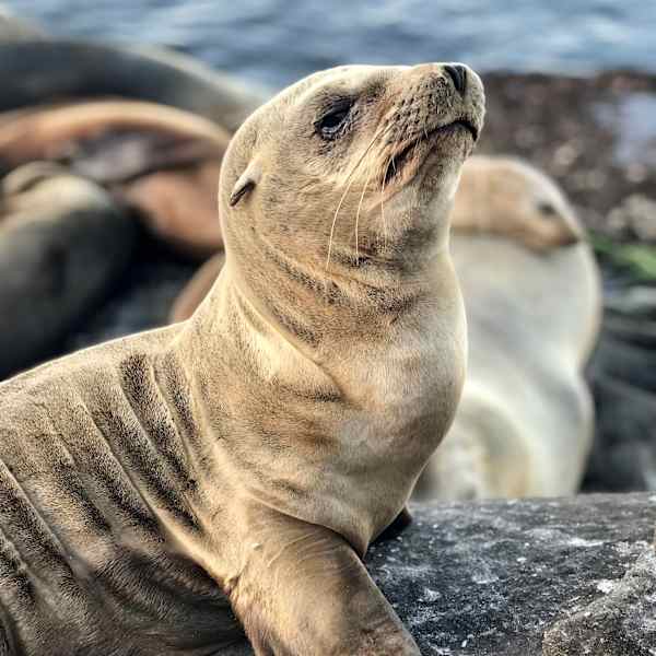 Baby Sea Lion by Ivan Verduzco, Image 1.