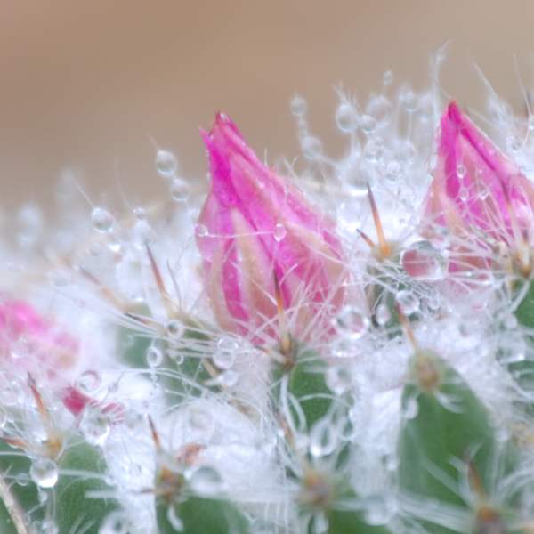 Morning Cactus by Floyd Vigil, Image 1.