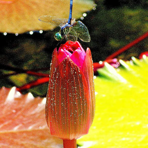 Gentle Landing by Susan Crabtree, Image 1.