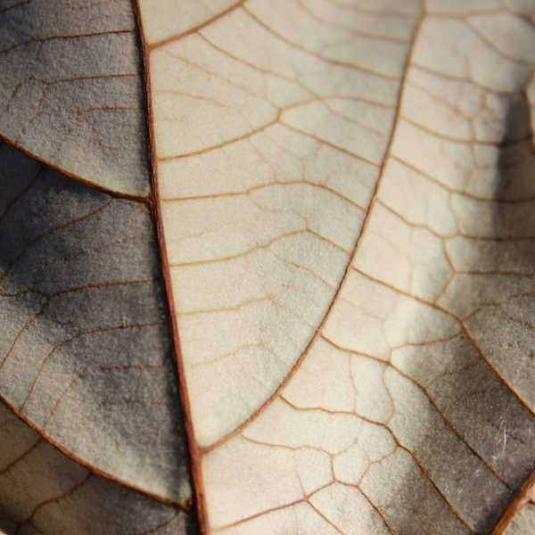 Leaf Lines by Anna McKinnon, Image 1.