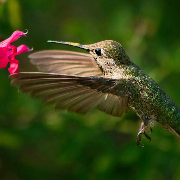 The Pollinator by Joy Nolte, Image 1.