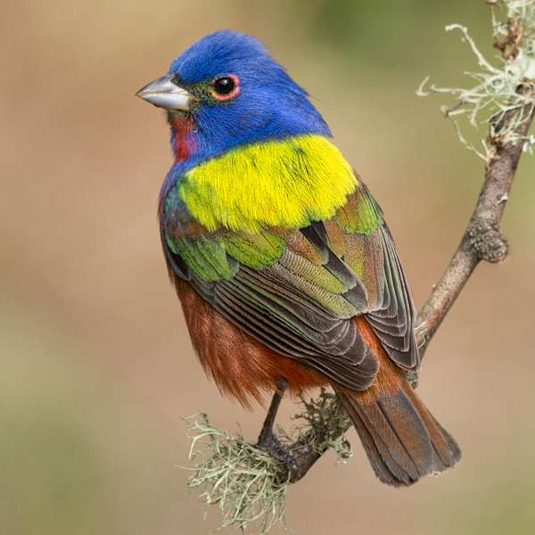 Painted Bunting, Spring Migration by Angela McCain, MD, Image 1.