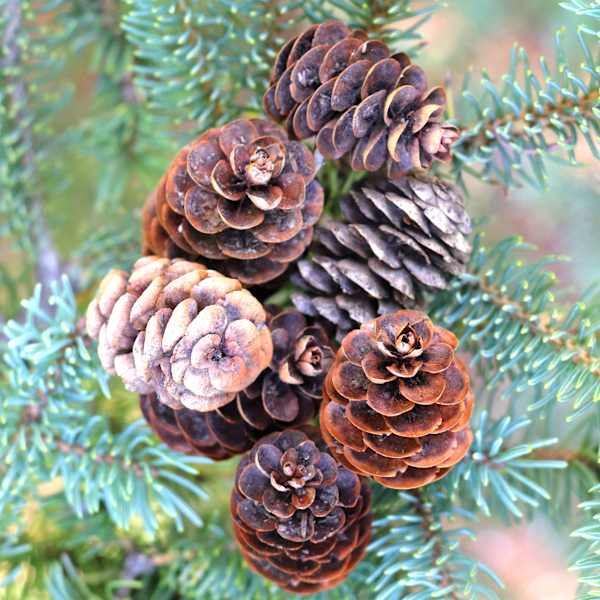 Baby Pine Cones by Corina Rosales, Image 1.
