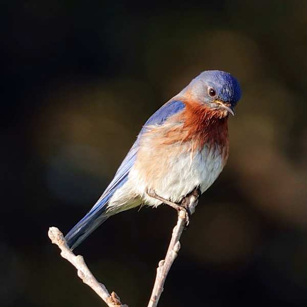 Eastern Bluebird by Lihua Feng, Image 1.