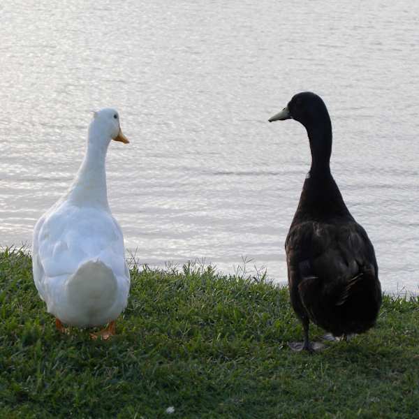 Life by the Lake by Maribeth C. Ybanez, Image 1.