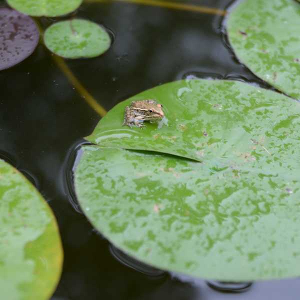 Feeling Froggy by Peter Cook, Image 1.
