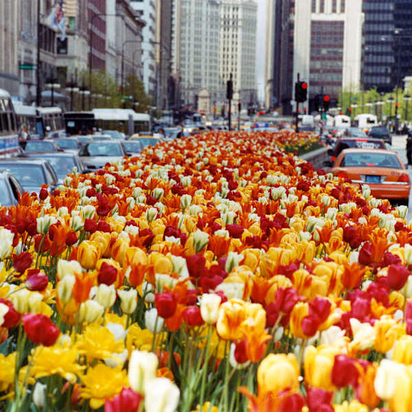 Tulips in Traffic by Wendy Schell, Image 1.