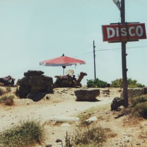 Camel Disco by April Price